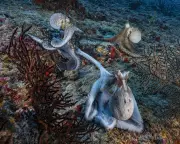 Octopus Mating Mystery Solved: Specialized Arm Acts as Sensory Organ