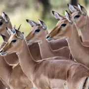 Peckham Raid Seizes 11kg of Illegal Bushmeat, Man Arrested