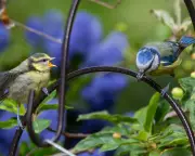 Pet Flea Treatments Contaminate UK Songbirds, Scientists Warn