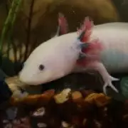 Peter Pan Salamander's Limb Regrowth Secrets Could Revolutionize Human Medicine