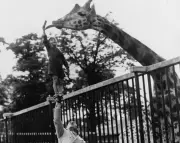 Pioneering Zoo Vets: From Camels to Crocodiles, Learning on the Job