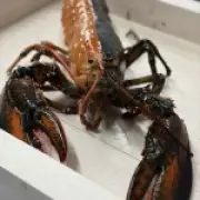 Rare Half-Black Half-Orange Lobster Found Off Cape Cod