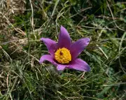 Rare Pasqueflower's Easter Emergence Heralds a Conservation Triumph