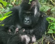 Rare Twin Gorilla Births Signal Conservation Success in Virunga