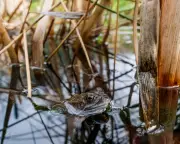 Readers Rally Against Paving Over Gardens for Nature's Sake