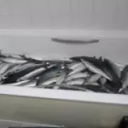 Ready Meal Chef Stored Mackerel in Bathroom, Inches from Toilet