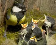Record-Breaking Early Spring Emerges in UK, Driven by Climate Shifts