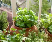 Reviving Past-Their-Best Herbs: Creative Uses for Limp Rosemary and Thyme