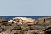 Rotting Sperm Whale at Sydney Beach Attracts Sharks and Curiosity