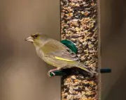 RSPB Urges Seasonal Bird Feeding to Combat Avian Disease Spread