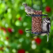 RSPB Urges Summer Bird Feeding Ban to Protect Greenfinches from Disease