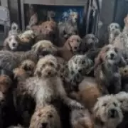 RSPCA Confirms Shocking Photo of 250 Dogs in One Home Is Real, Not AI-Generated
