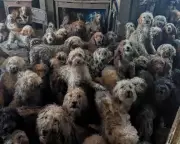 RSPCA Denies AI Claims After Rescuing 250 Dogs from Overwhelmed Property