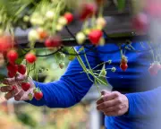 Sainsbury's Boss Urges UK Government to Help Ease Rising Energy Costs for Food Producers