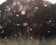 Scientists Unlock Secret of Mayfly's Ancient Vertical Dance