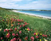 Scotland's Machair: A Technicolor Wildflower Haven in the Outer Hebrides