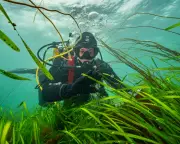 Sea Gardeners Battle to Revive UK's Lost Underwater Meadows