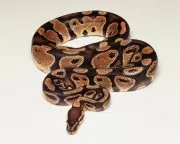 Snake Escape Puzzle Solution: How to Outsmart a Long and Short Snake