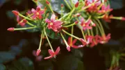 Steve McQueen's 'Bounty': Flowers as Silent Witnesses to Grenada's Historical Trauma