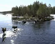 Swedish Slow TV Sensation: The Great Moose Migration Captivates Global Audience