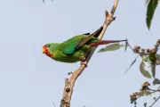 Swift Parrot's Song Recorded in Tasmanian Forest Before Logging Cleared Habitat