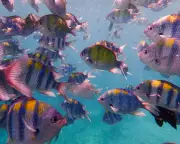 Tara Menon's 'Under Water' Explores Grief and Nature After Tsunami