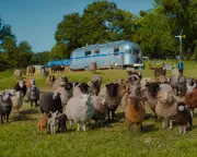The Sheep Detectives Review: Hugh Jackman Leads Baa-rking Mad Crime Caper