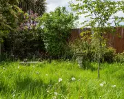 The Untamed Beauty: Why Messy Gardens Are Vital for Urban Wildlife