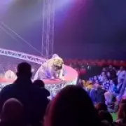 Tiger Escapes Circus in Russia, Prowls Through Audience Before Capture