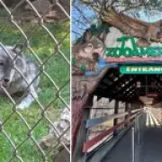 Toddler Injured by Wolf at Pennsylvania Zoo While Parents Were Distracted by Phones