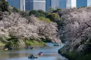 Tokyo Cherry Blossoms and Holy Week Processions: Global Photo Highlights