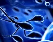 Toxins and Climate Change Synergistically Harm Fertility Across Species, Study Finds