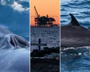 Trump Administration's 'God Squad' Endangers Rice's Whale with Drilling Exemption