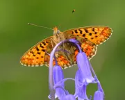 UK Butterfly Diversity in Crisis: 70% Decline for Rare Species, Study Reveals