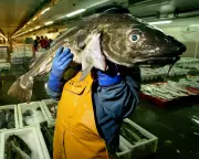 UK Cod Crisis: Marine Conservation Society Urges Complete Avoidance