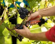 UK Wine Industry Booms: Climate, Innovation, and Education Drive Growth