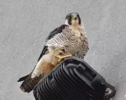 Urban Peregrines Thrive on Diverse Prey in Stevenage, UK