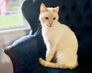 US Family Reunited with Cat Seven Years After Losing Him in Move from California
