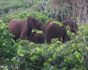 US Millionaire Big-Game Hunter Killed by Elephants in Gabon