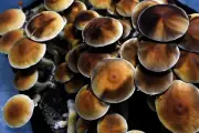 Veteran's Psilocybin Retreats Offer PTSD Relief Amid FDA Approval Debate