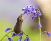 Week in Wildlife: Harvest Mouse, Bagel Cats, and a Rhino Stroll