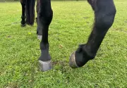Wild Instincts Surface in Tamed Horses During Brutal Deer Encounter