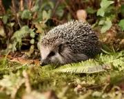 Wildlife Experts Urge Public to Keep Hedgehogs Wild, Not as Pets