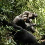 World's First Chimp Civil War Observed Among 200 Great Apes in Uganda