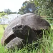 World's Oldest Tortoise Jonathan Survives Crypto Scam Death Hoax
