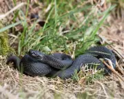 Young Country Diary: A Close Encounter with a Rare Black Adder on Dartmoor