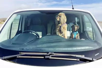 1 in 6 Dog Owners Risk Pet's Life by Leaving Them in Hot Cars