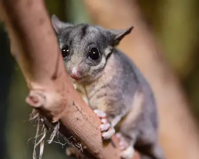 Australia's Threatened Species Protection Plan Faces Criticism as 'Watered Down'