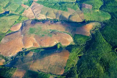 Brazil's Atlantic Forest Records Lowest Deforestation in 40 Years
