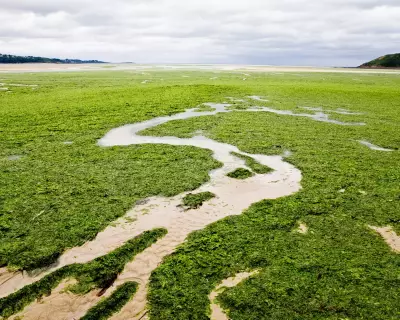 Brittany Family Wins Landmark Case Against French State Over 'Killer Seaweed' Death
